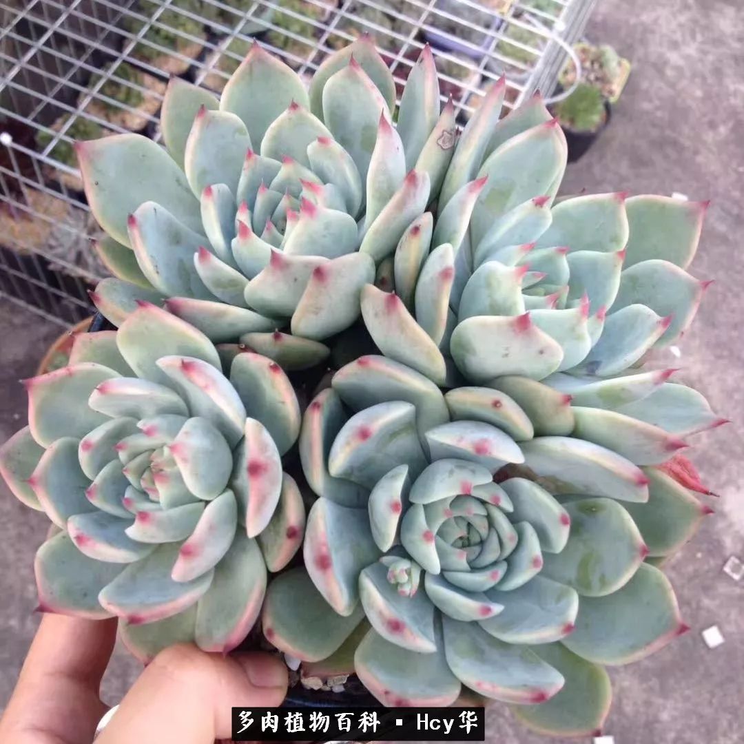 吉娃娃多肉高清图片,吉娃娃图片多肉