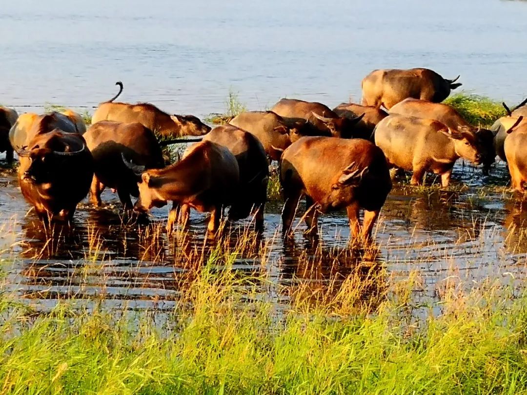 一脚踏进蛮荒地：这里有牛阵，鹭群，巴水河，长草滩