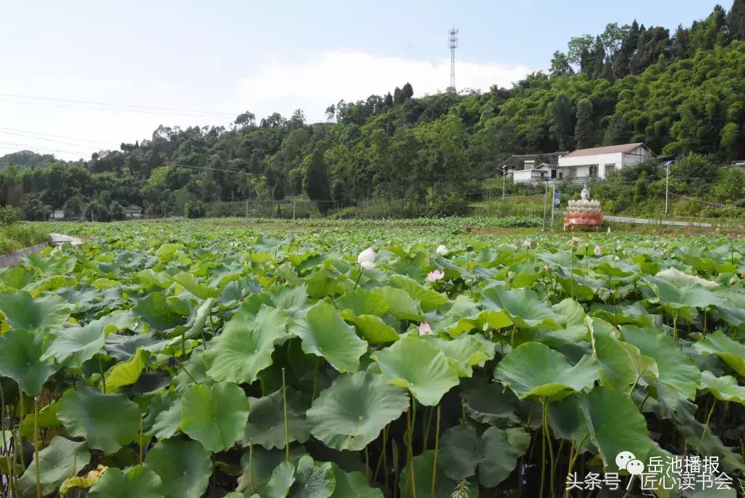 岳池北庙荷花节视频,四川广安荷花节