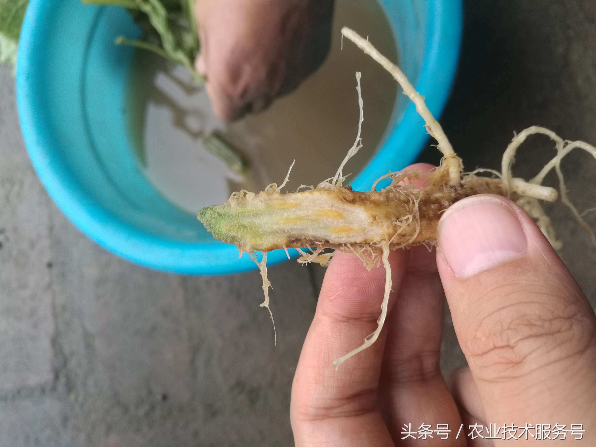 连续下雨黄瓜死苗怎么办,黄瓜遇连阴雨天一直要死秧怎么办