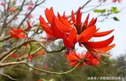 美极了樱花盛开图片,中国各市的市花大全