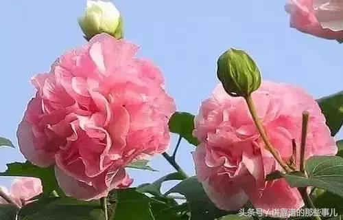 美极了樱花盛开图片,中国各市的市花大全