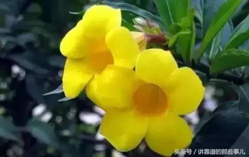 美极了樱花盛开图片,中国各市的市花大全