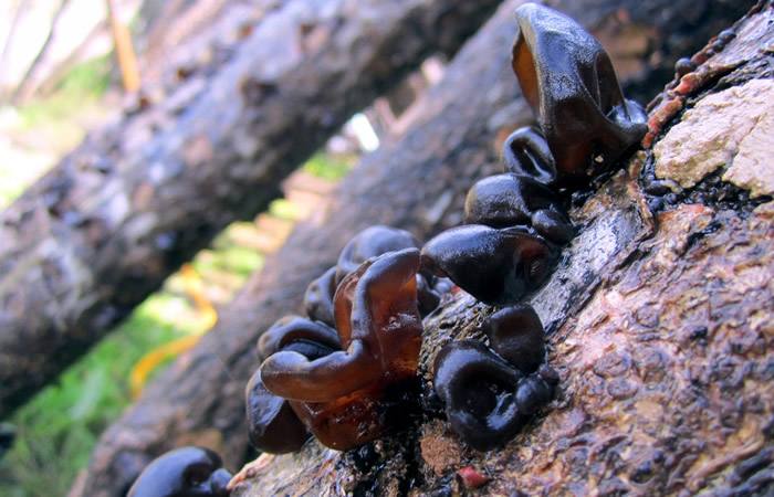 土特产电商运营方案,如何把好的土特产推广出去