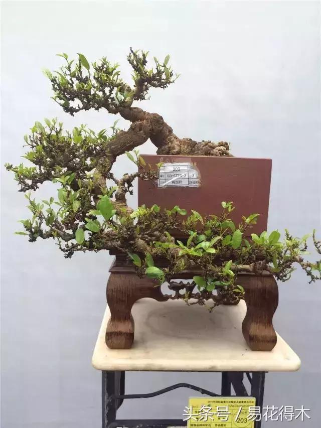 两面针精品盆景欣赏,最美两面针盆景