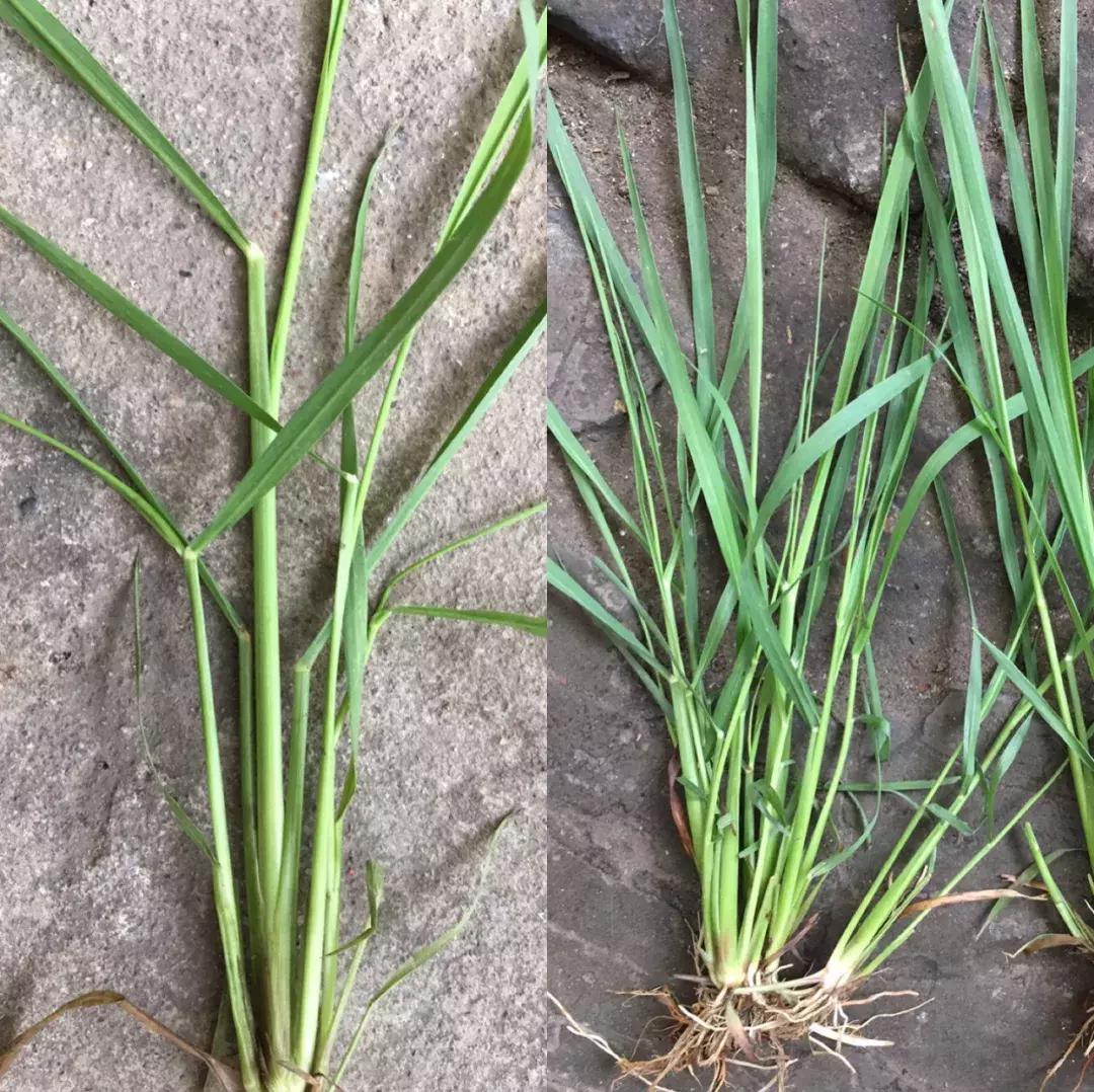 怎样辨别小麦田禾本科杂草,水稻杂草幼苗怎么鉴别