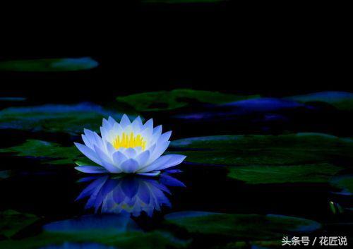 炎炎夏日来赏荷花,夏天听蝉鸣池边赏荷花