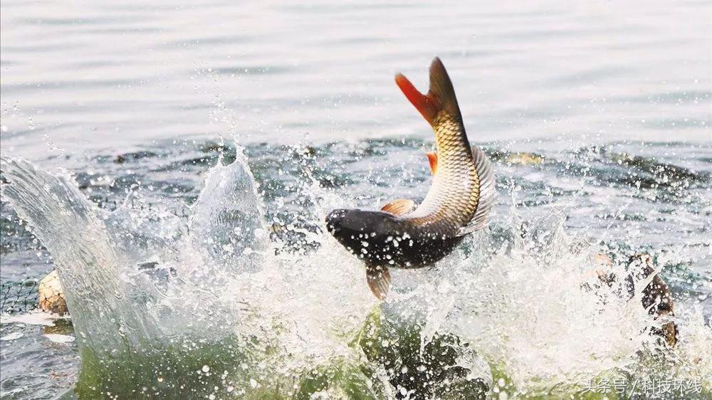 夏九胜‖豁嘴鲤的自述
