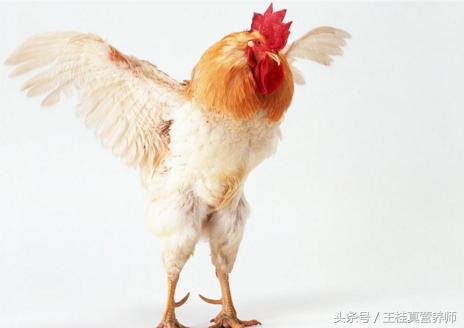 肉食鸡40天就出栏,激素鸡40天出栏