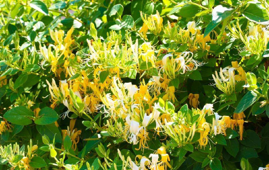 金银花一蒂二花,状如雄雌相伴,又似鸳鸯对舞,故有鸳鸯藤之称