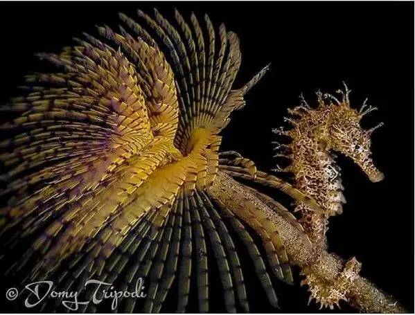 海马有多少种,海马哪种种类比较好