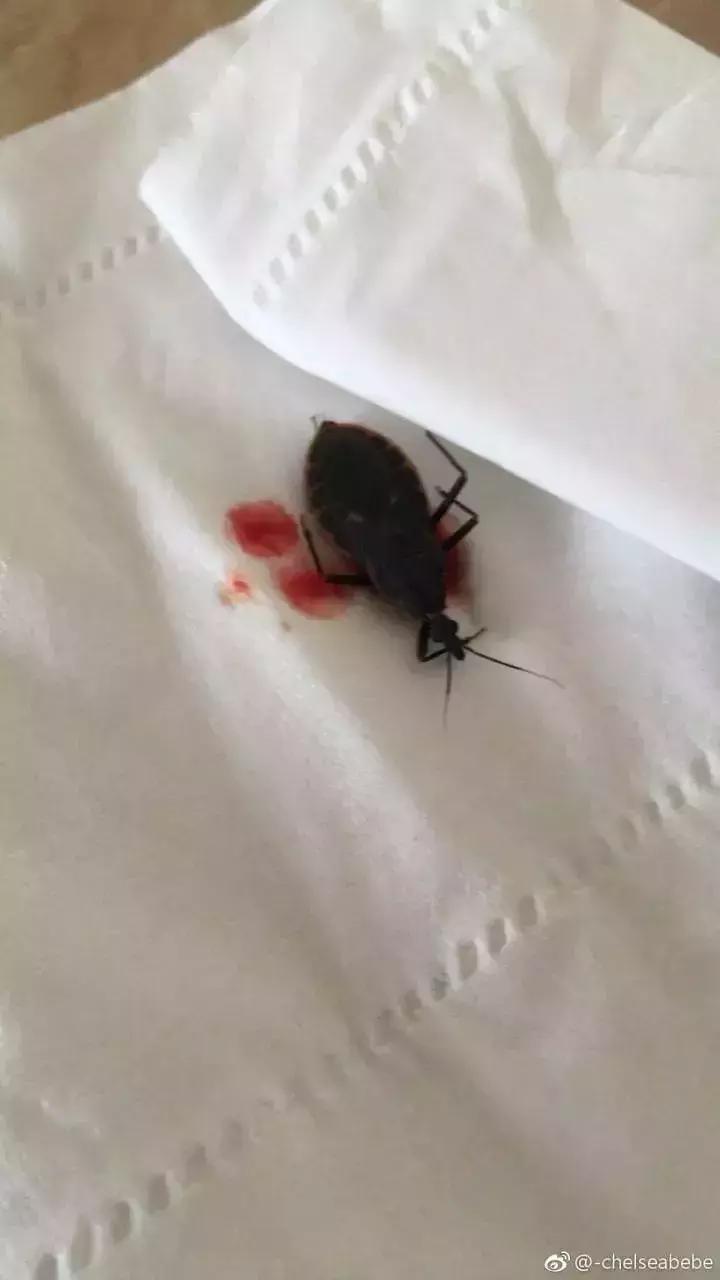 前方高能慎入丨这虫子被咬或染“新型艾滋病”,危险！