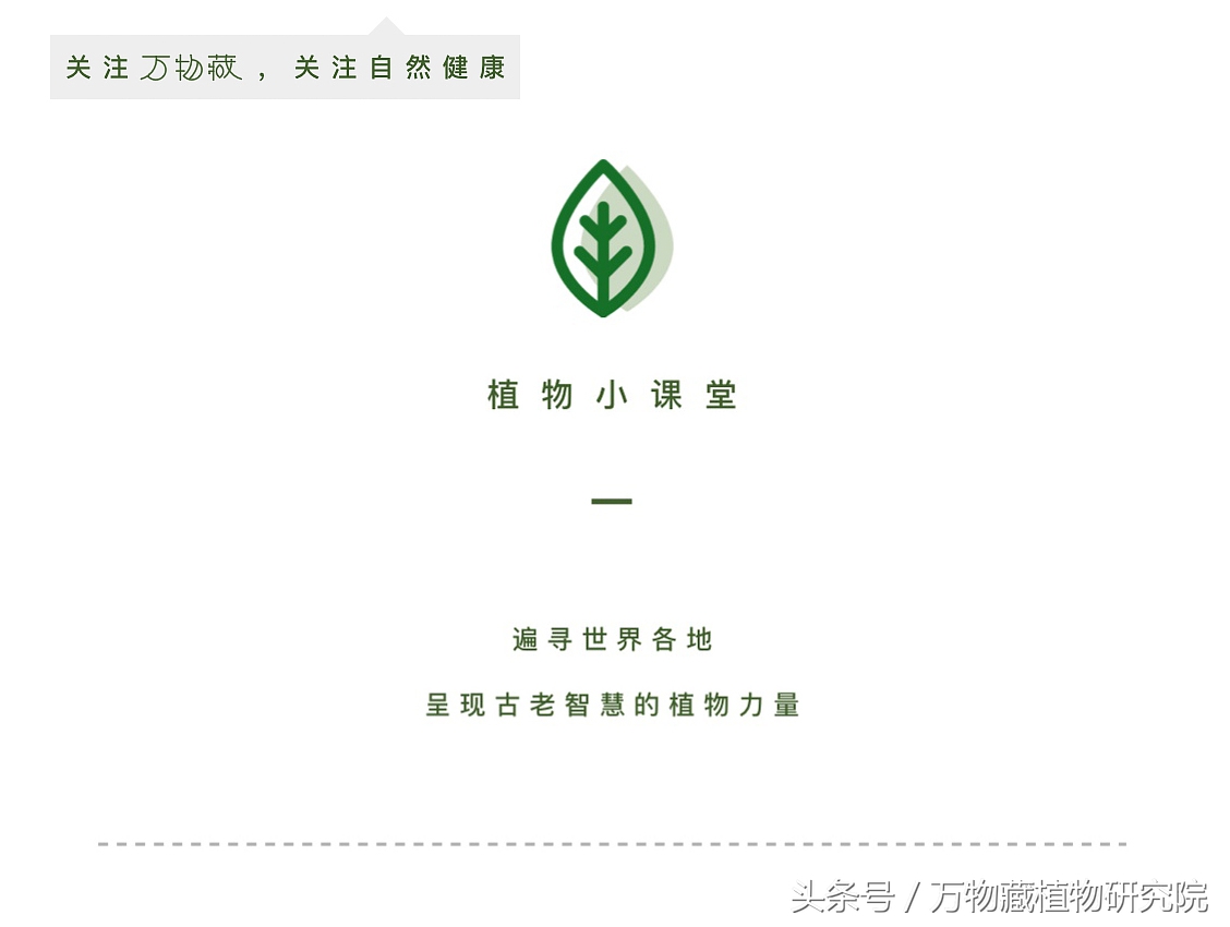 鎶よ偆鍝佺敤鐨勪腑鑽夎嵂閮芥湁鍝簺,鐪熸鐨勪腑鑽夎嵂鐨勬姢鑲ゅ搧