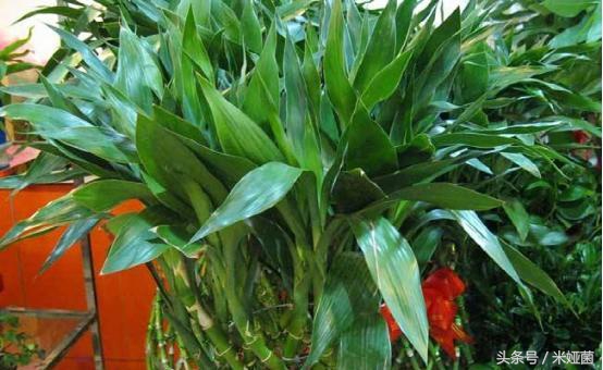 富贵竹怎么处理不会缩水起皱,富贵竹怕冻怎么处理