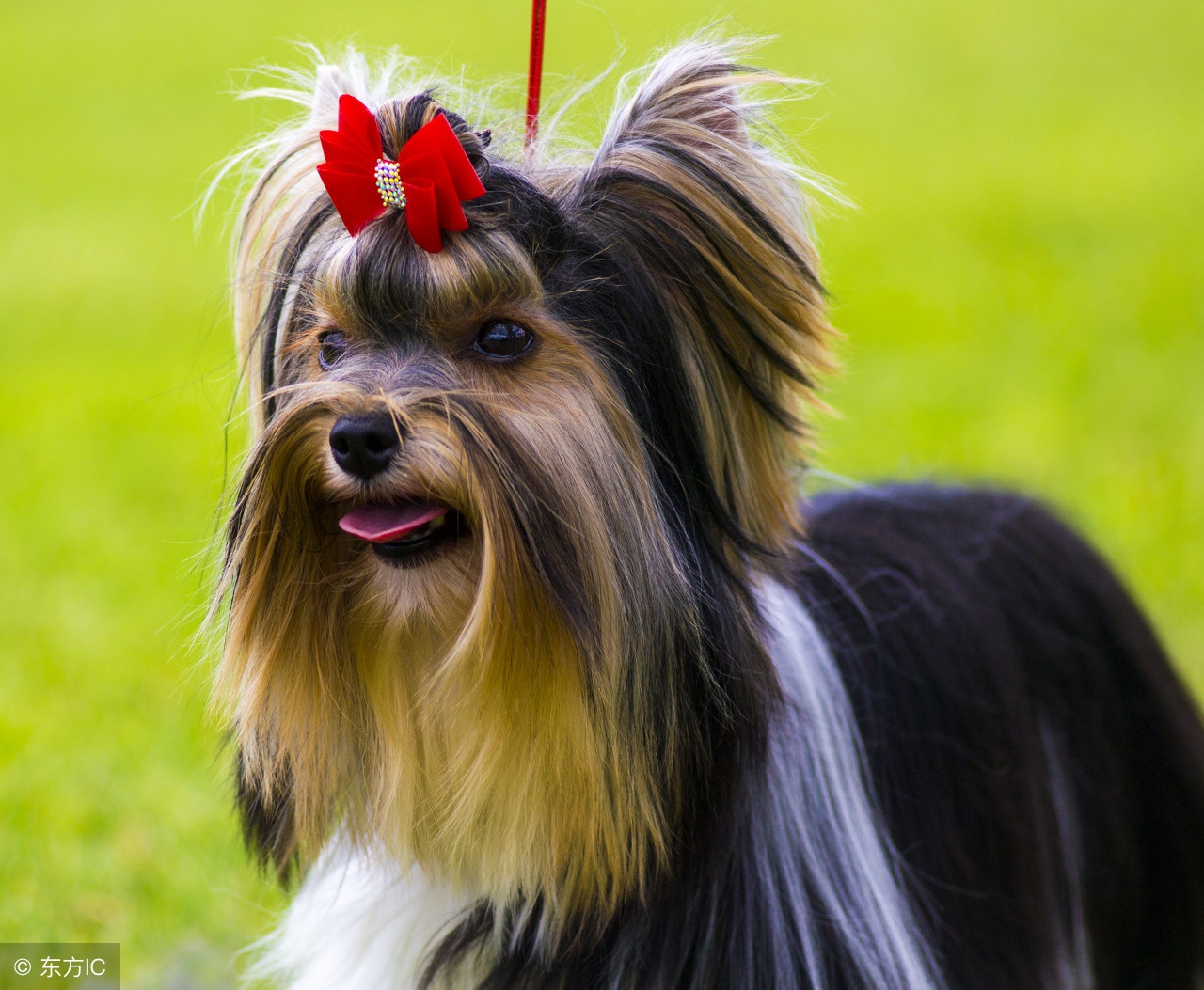 十种记仇的狗法国斗牛犬,可爱无比的狗斗牛犬