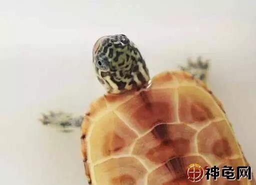 夏天乌龟中暑的症状,露台养龟如何防中暑