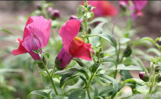 金鱼草叶片上出现斑点怎么办,金鱼草为何会出现黑斑落叶