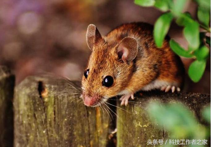 猫和老鼠汤姆为什么有那么多形象,猫和老鼠中的汤姆