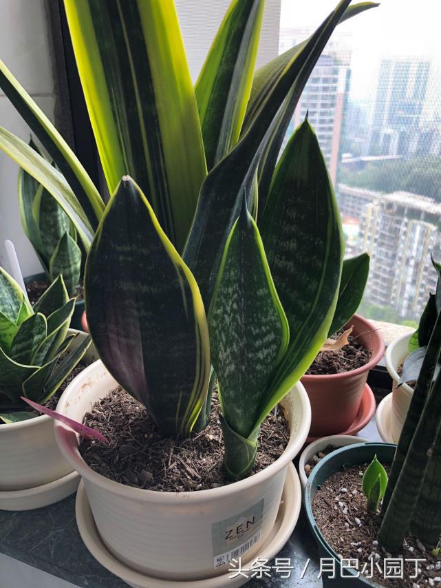 虎皮兰只长高不发芽怎么办,虎皮兰长得又细又高怎么办