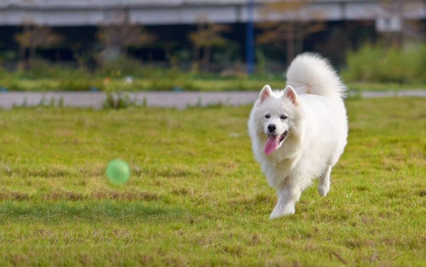 微笑天使萨摩耶公的好还是母的好,萨摩耶养狗真实感受