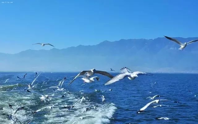 人民日报报道洱海治理,大理洱海的治理办法