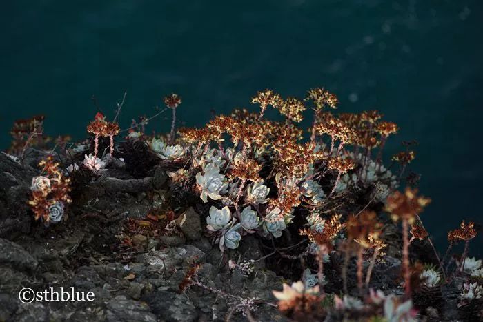 偷了价值10万的多肉,偷多肉可耻吗
