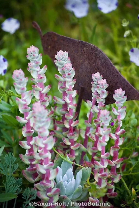 偷了价值10万的多肉,偷多肉可耻吗