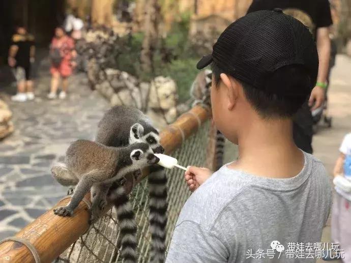 长隆野生动物园一日游简单攻略,长隆野生动物园两天一晚游玩攻略