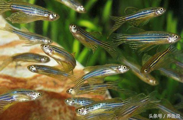 斑马鱼养鱼需要一直打氧气吗,斑马鱼怎么养才能养出小鱼来