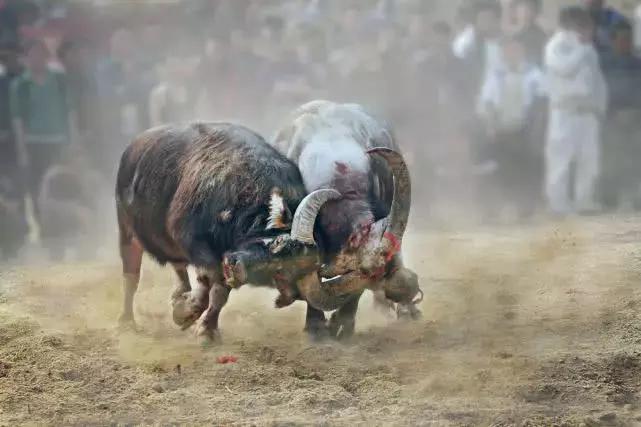 黔东南州凯里斗牛信息,贵州黔东南最近哪里有斗牛比赛