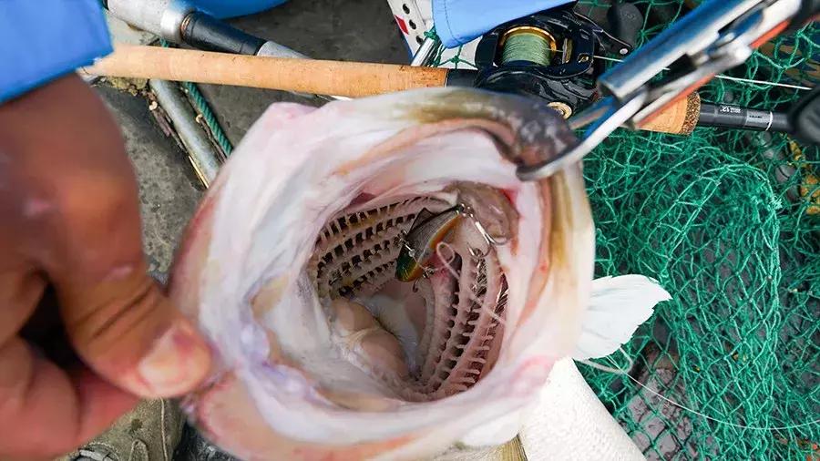 轻量怪物斗巨鲈｜追踪胡陈港水库的怪物2年终得一见