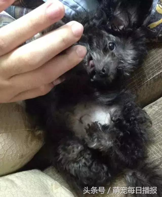 捡了一只黑色泰迪找不到主人,捡回家一只泰迪