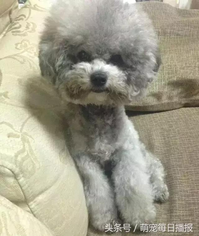 捡了一只黑色泰迪找不到主人,捡回家一只泰迪