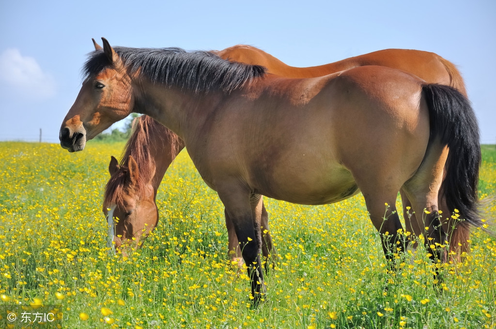 生肖马农历7月22日出生的人运势,属马2022农历七月运势如何看吉凶