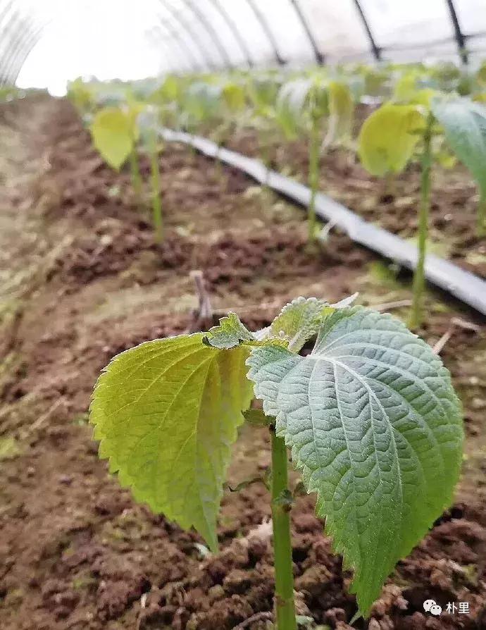 这个韩国欧巴11年前来西安，盖农场当农夫，还娶主播做媳妇儿