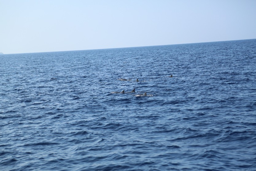 马尔代夫看鲸鲨的岛,马尔代夫看银河