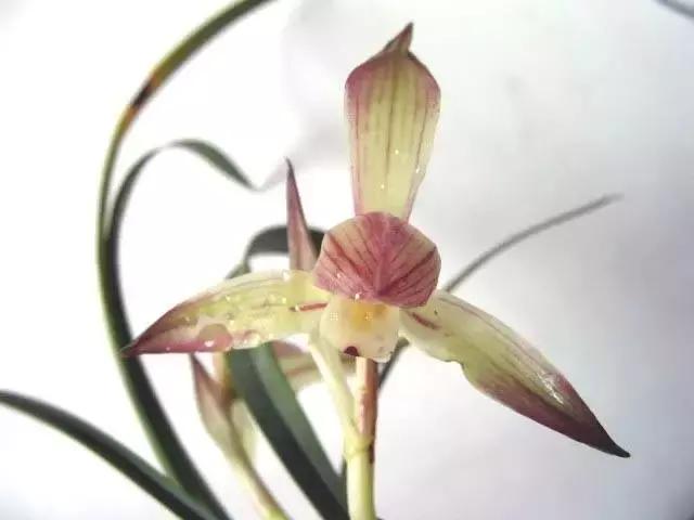 十二星座的专属玫瑰花是什么,十二星座喜欢什么玫瑰花