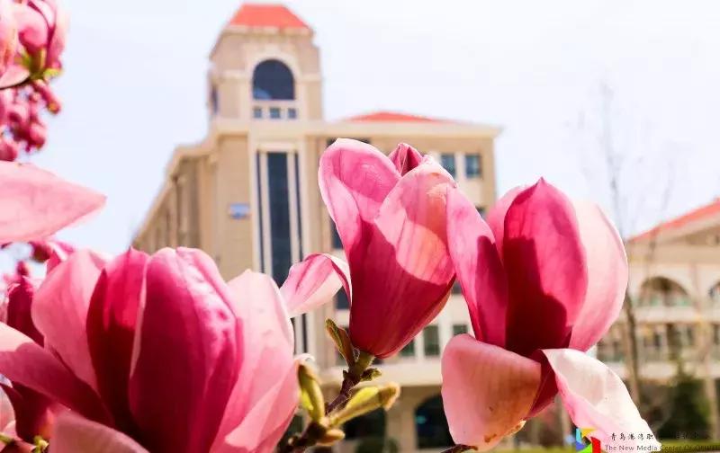 青岛港湾职业学院报考条件,青岛高考志愿填报推荐