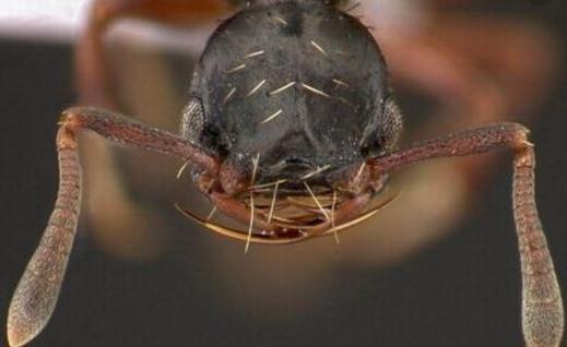 蚂蚁才是地球上进化最完美的生物,蚂蚁是人类进化的最高阶梯吗