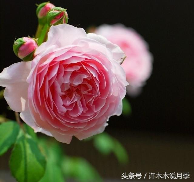 月季黑杆的处理方法,月季黑杆了怎么办教你一招解决