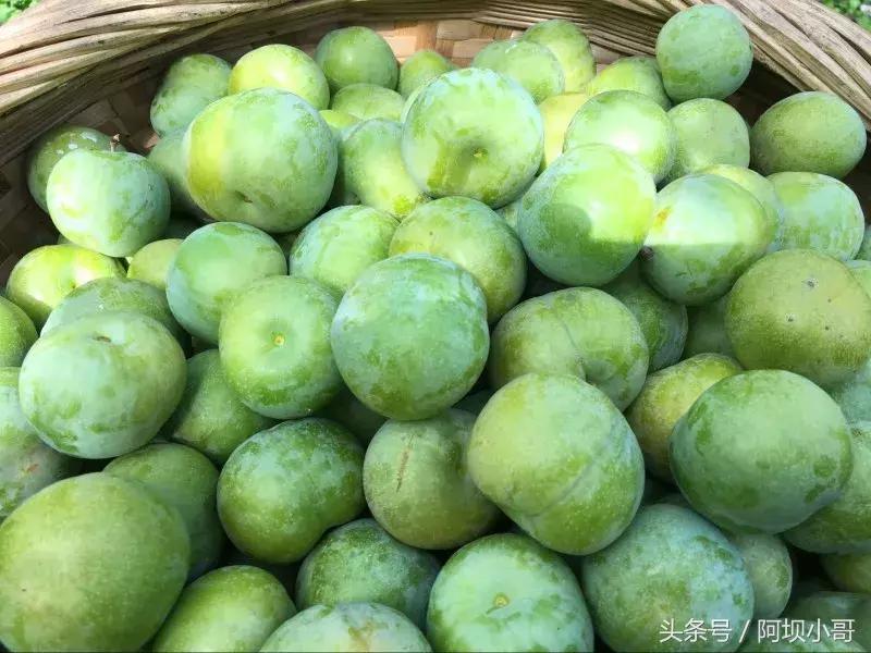 相约盛夏七月，康养汶川的李子熟了！花椒红了！