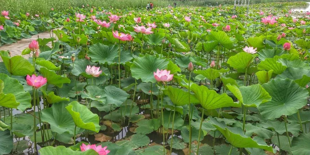 鸣翠湖荷花之美,今夏赏荷必去景点