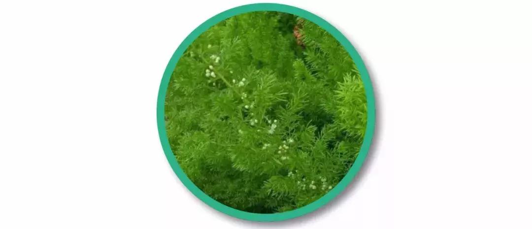 王子印度,王子印度尼西亚