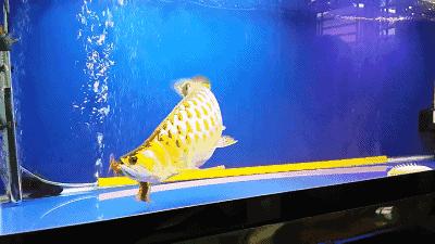 群游观赏鱼很帅,老缸养红龙注意事项