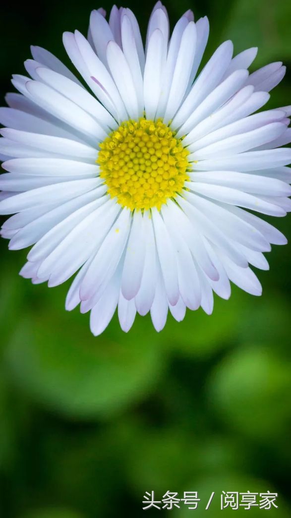 林芙美子放浪记,林芙美子放浪记简介