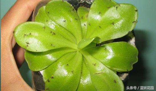 养花小黑飞怎么消灭最彻底,阳台种花怎么防止小黑飞