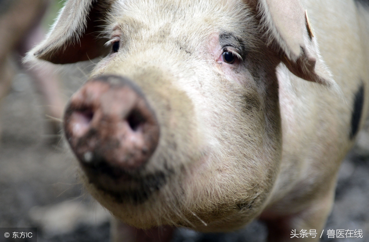 母猪断奶后不发情的原因,母猪断奶后不怀孕