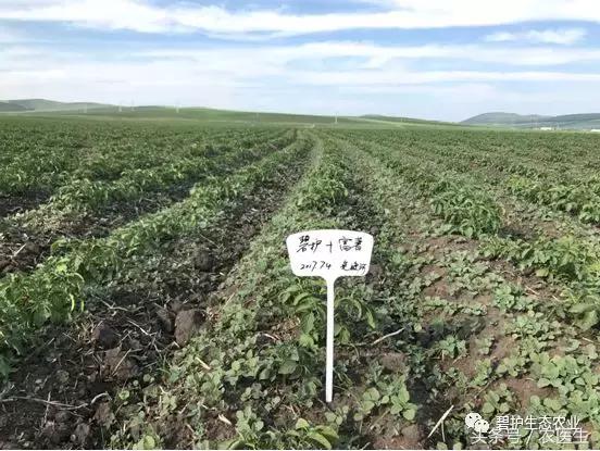 马铃薯机械种植中的除草问题,马铃薯除草的最佳方案