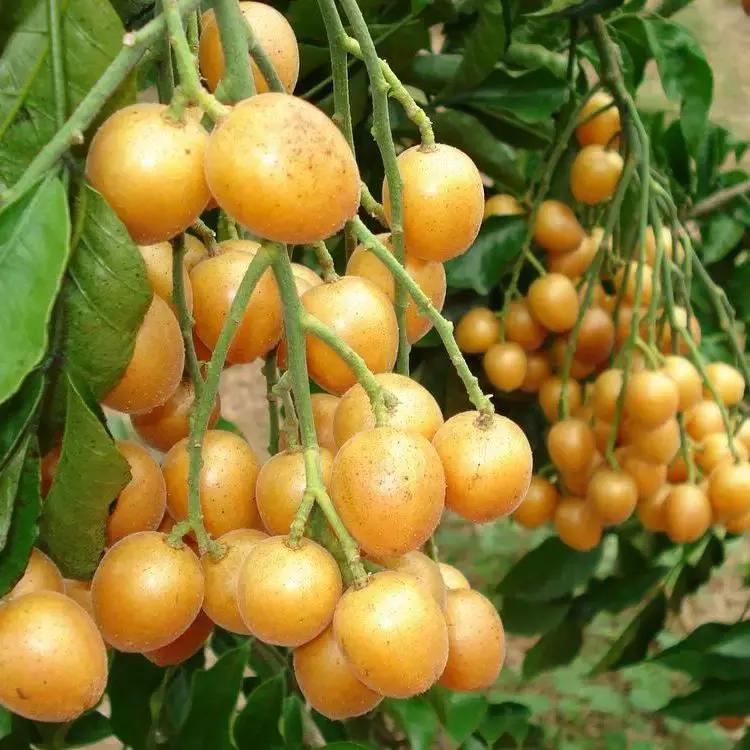 广州南沙冬天有番石榴摘吗,元旦广州摘番石榴