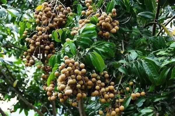 广州南沙冬天有番石榴摘吗,元旦广州摘番石榴